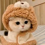 胖米虫的头像-木林资源